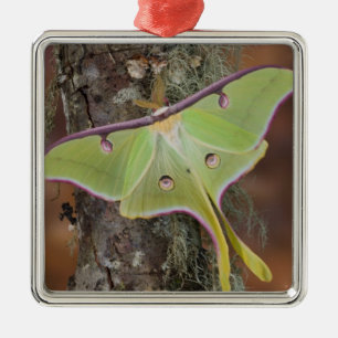 Luna Silke Moth Julgransprydnad Metall