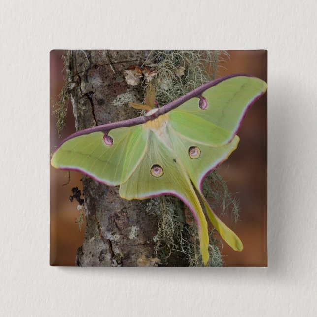 Luna Silke Moth Knapp (Framsida)