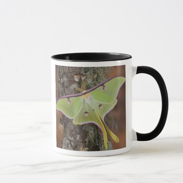 Luna Silke Moth Mugg (Höger)