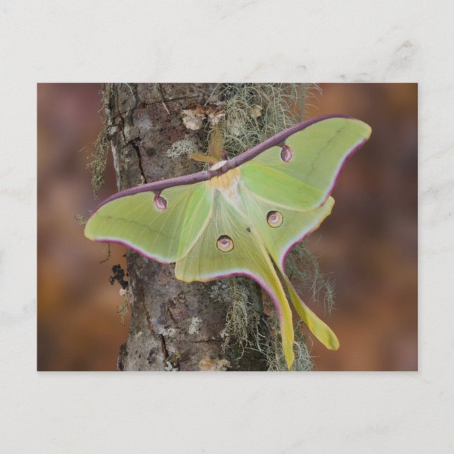 Luna Silke Moth Vykort (Framsida)