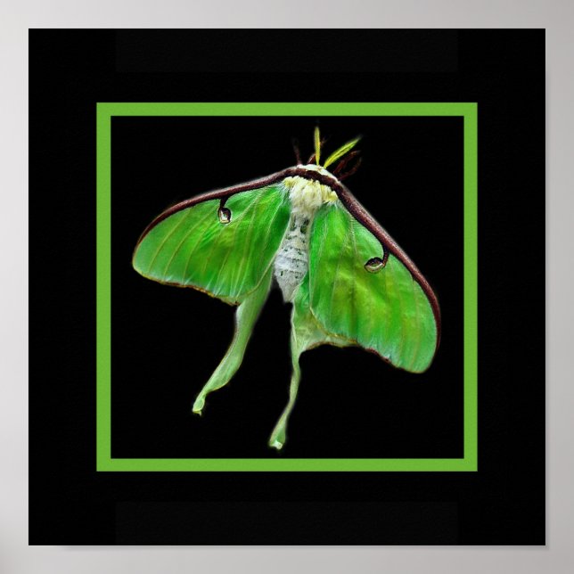 lunablackverticle, LunaonBlackframe Poster (Framsidan)