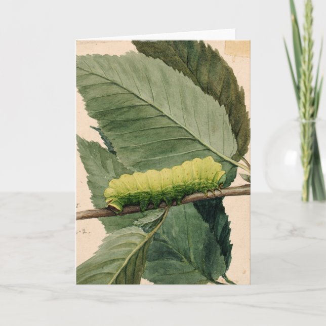 Lunar Caterkvar | Abbott Handerson Thayer Kort (Framsida)