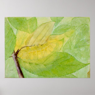 Lunar Caterpelare av Abbott Handerson Thayer Poster