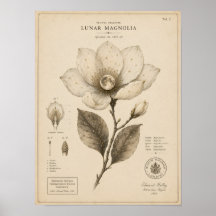 Lunar Magnolia Victorian Botanical Museum Tryck