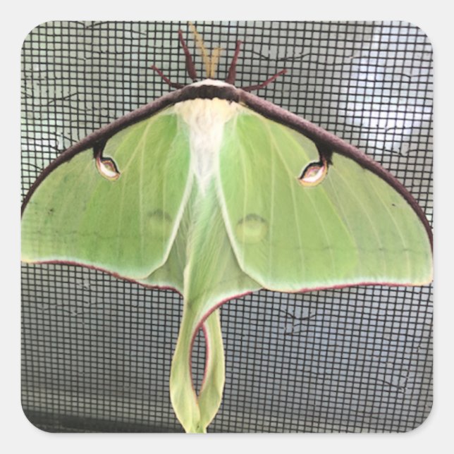 Lunar Moth Fyrkantigt Klistermärke (Framsida)