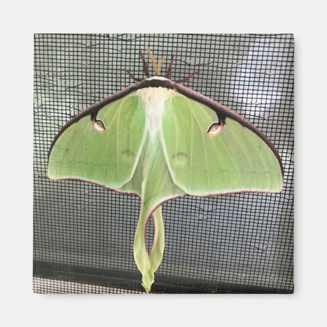 Lunar Moth Magnet (Framsidan)