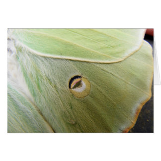 Lunar Moth OBS Kort