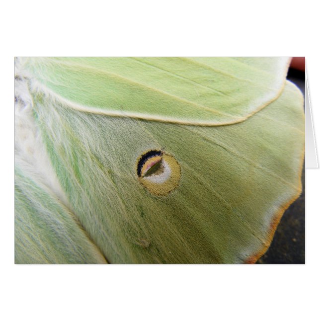 Lunar Moth OBS Kort (Framsidan Horizontal)