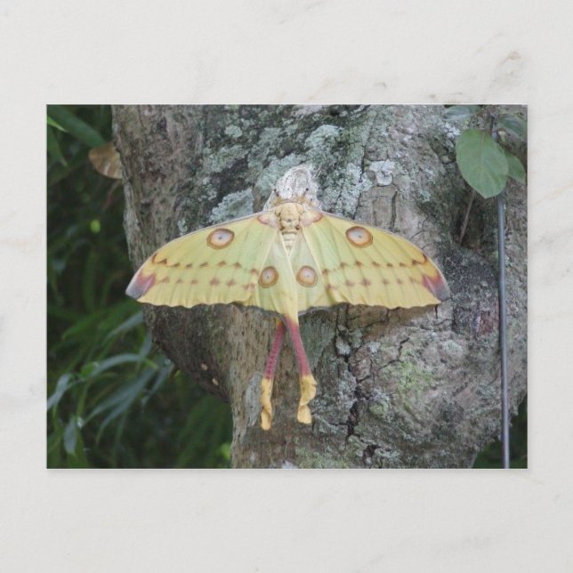 Lunar Moth Vykort (Framsida)