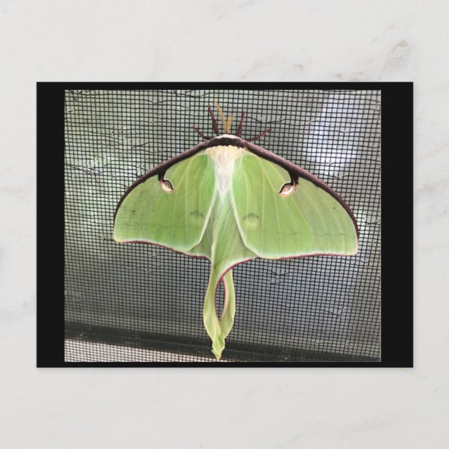 Lunar Moth-vykort Vykort (Framsida)