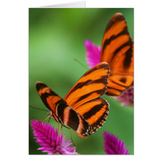 Lunch för två hälsningskort