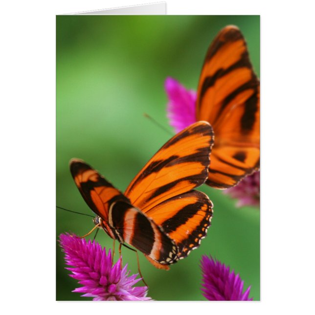 Lunch för två hälsningskort (Framsidan)