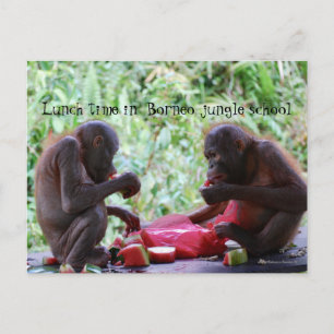 Lunch i Borneos djungelskola för orangutanger Vykort