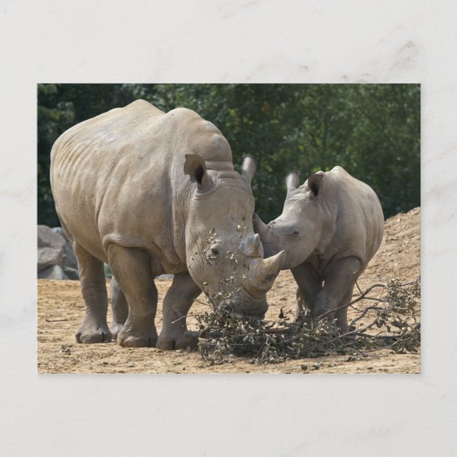 Lunch med Morsa vykort (Framsida)