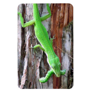 Lunch någon? Grön Anole (ödla) magnet
