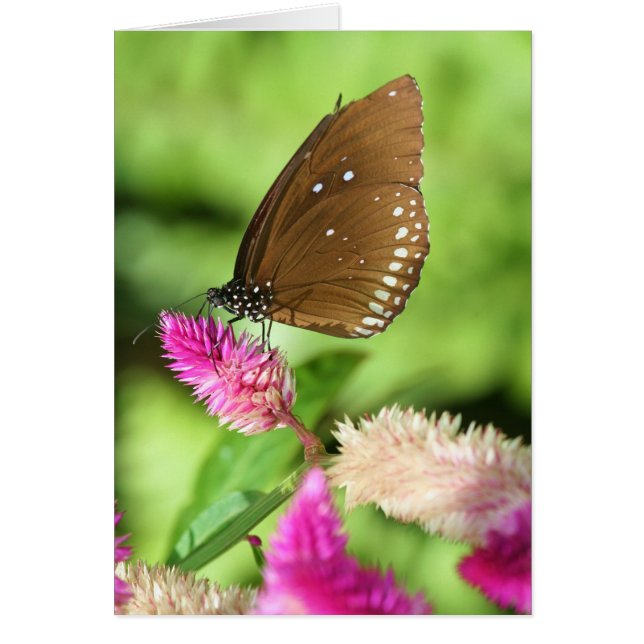 Lunch Time Hälsningskort (Framsidan)