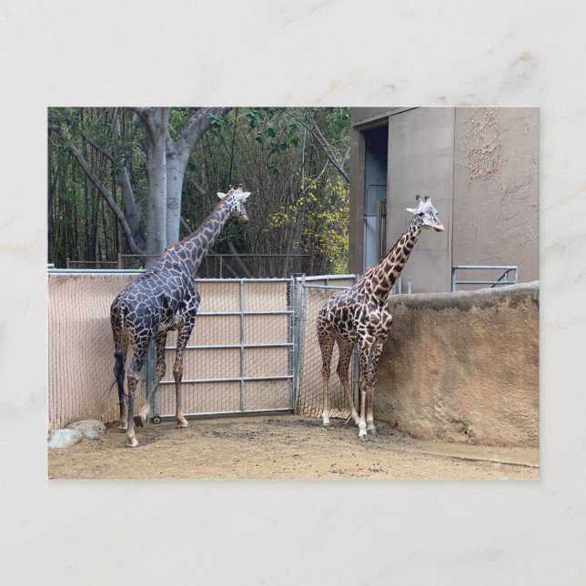 Lunch Time Vykort (Framsida)