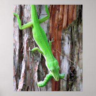Lunch Vem? Grönt Anole (ödsel) Poster