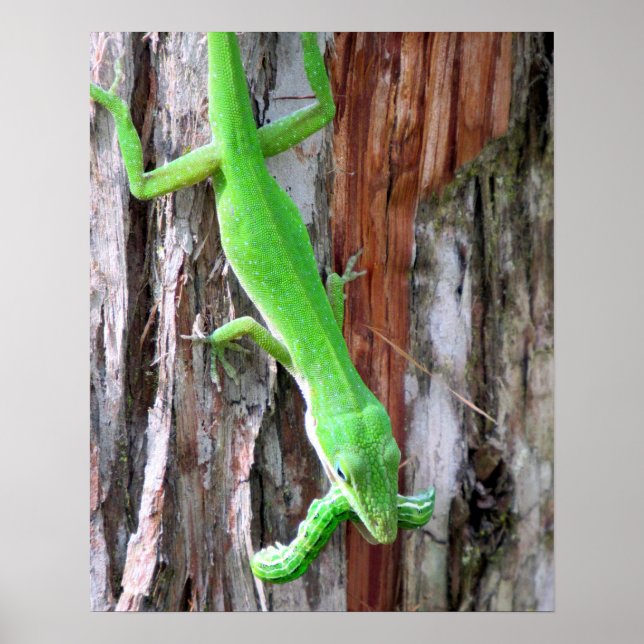 Lunch Vem? Grönt Anole (ödsel) Poster (Framsidan)