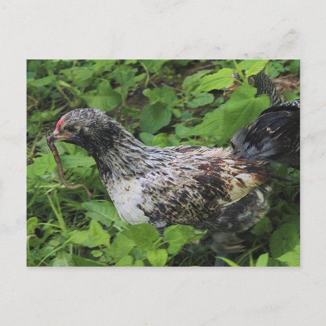 Lunch Vykort (Framsida)