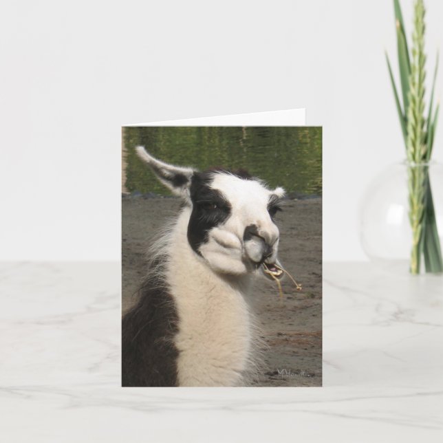 Lunching Llama Note Cards Kort (Framsida)