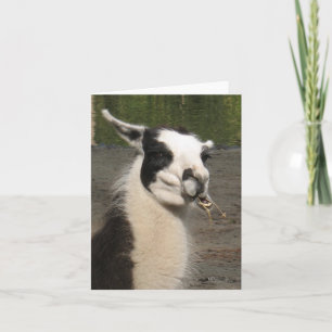 Lunching Llama Note Cards Kort