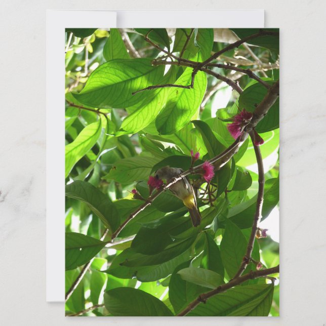 Lunchtid vid trädet (Framsida)