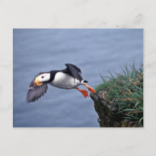 Lund Alcidae Hall Island Vykort