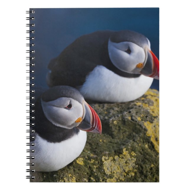 Lund (Fratercula arctica) 7 Anteckningsbok Med Spiral (Framsidan)