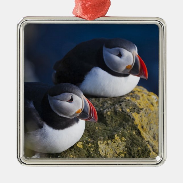 Lund (Fratercula arctica) 7 Julgransprydnad Metall (Framsidan)