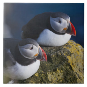 Lund (Fratercula arctica) 7 Kakelplatta