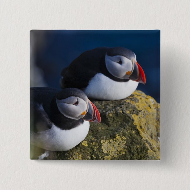 Lund (Fratercula arctica) 7 Knapp (Framsida)