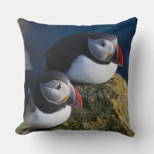 Lund (Fratercula arctica) 7 Kudde