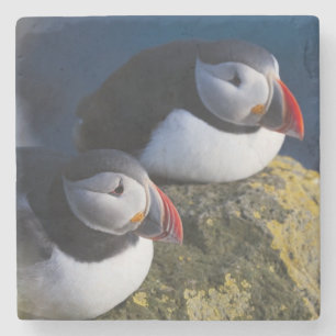 Lund (Fratercula arctica) 7 Underlägg Sten