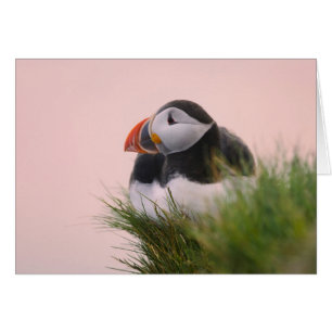 Lund (Fratercula arctica) Hälsningskort
