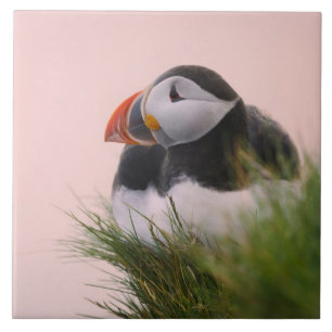 Lund (Fratercula arctica) Kakelplatta