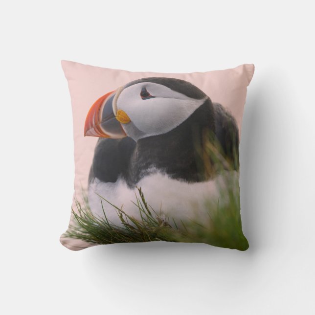 Lund (Fratercula arctica) Kudde (Framsida)
