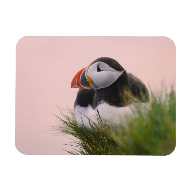 Lund (Fratercula arctica) Magnet (Horisontell)