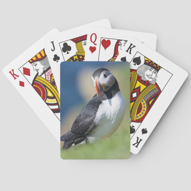 Lund (Fratercula Arctica) På klippa 2 Casinokort (Baksidan)