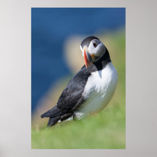 Lund (Fratercula Arctica) på klippa 2 Poster