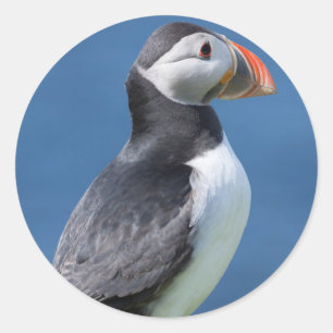 Lund (Fratercula Arctica) på klippa Runt Klistermärke