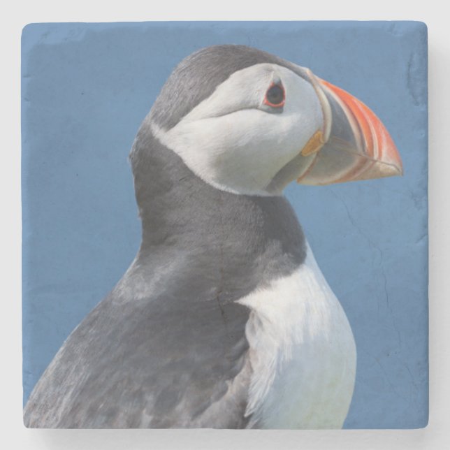 Lund (Fratercula Arctica) På Klippa Stenunderlägg (Framsidan)