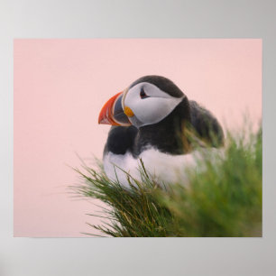 Lund (Fratercula arctica) Poster