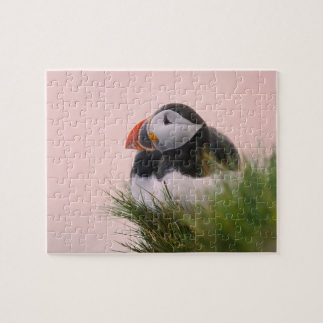 Lund (Fratercula arctica) Pussel (Horisontell)