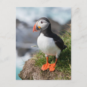 Lund Fratercula arctica  vid Látrabjarg  Island Vykort