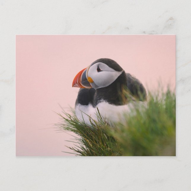 Lund (Fratercula arctica) Vykort (Framsida)