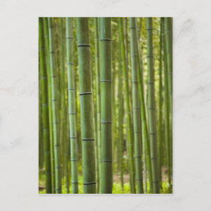 Lund med bambu-träd i skog, Arashiyama Vykort