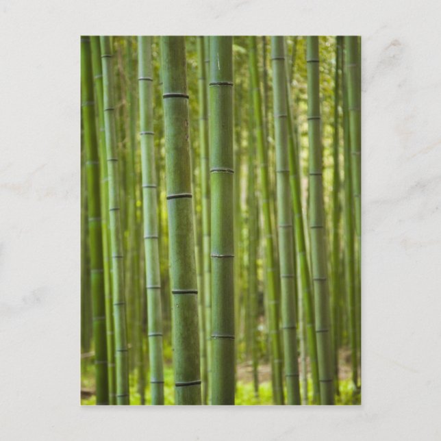 Lund med bambu-träd i skog, Arashiyama Vykort (Framsida)