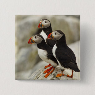 Lund på Machias Seal Island Knapp
