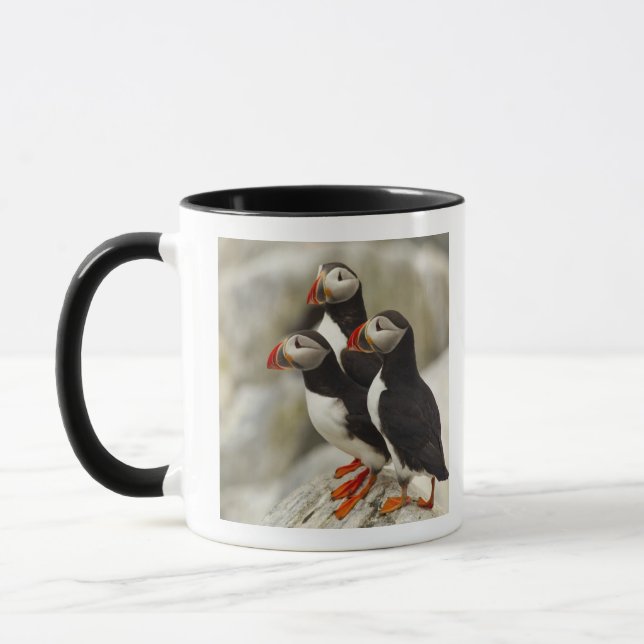 Lund på Machias Seal Island Mugg (Vänster)